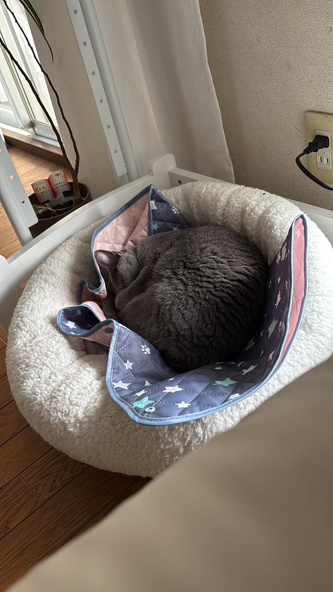 ニャンず おふたりとも よー寝てはる
かわいい♥️
 #ねこすきさんと繋がりたい 
 #ロシアンブルー #ミヌエット
 #大切な家族 #いつもありがとう