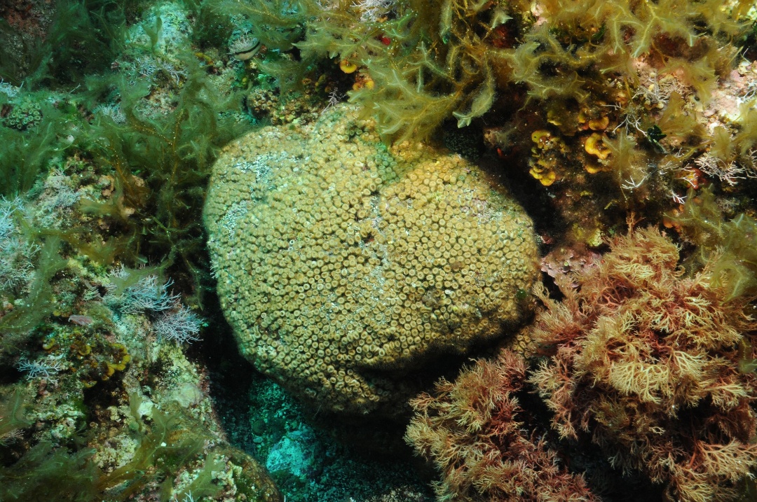 CSIC's tweet photo. 🏭Detectan concentraciones “excepcionalmente altas” de microplásticos en las Islas Columbretes (Castellón)

🌊Este estudio, en el que ha participado el #IATS_CSIC, evidencia por primera vez este tipo de polución en un coral endémico del Mediterráneo

➡️ https://t.co/2s0VT50T8V https://t.co/Q3W3wld5ZH