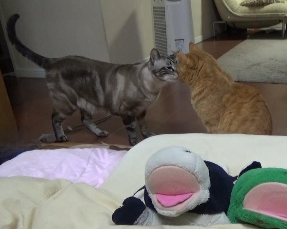 かりんとたると