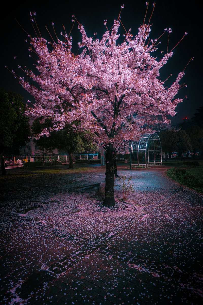 TOKYOLUV (@tokyoluv) on Twitter photo 