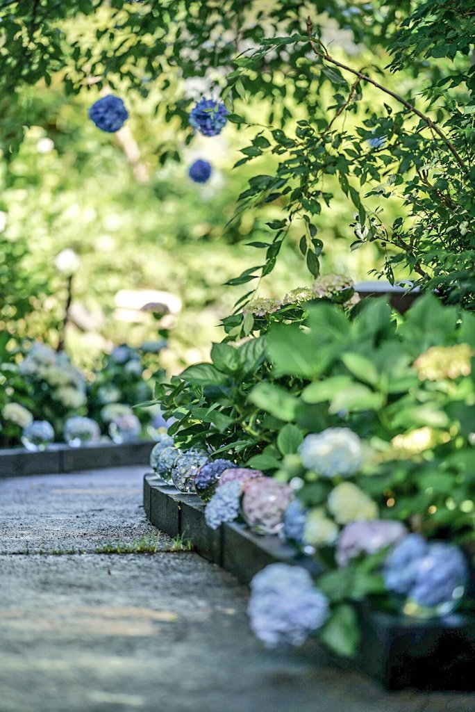 あじさい宝石箱が輝くお寺