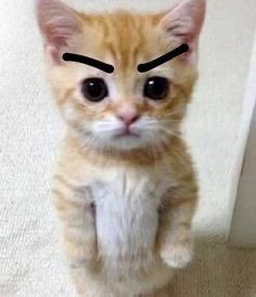 PhD Kitty will replace the way of learning, just wait and see.

Told yall a hundred times that I would not fade this cute kitty :)

CA : BDmd5acf2CyydhnH6vjrCrCEY1ixHzRRK9HToPiKPdcS