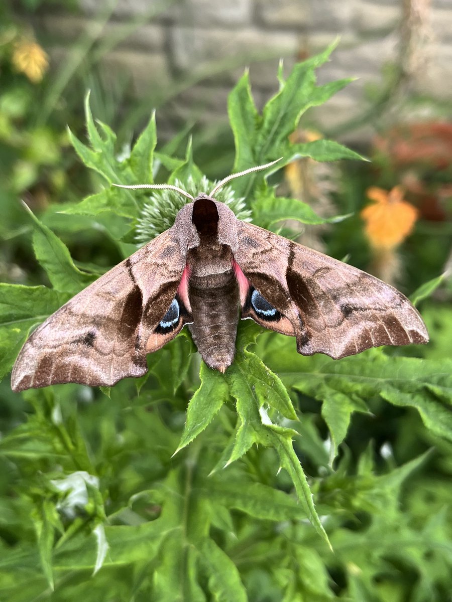 Well, just back from a few days in Cumbria…
And definitely worth a visit to the superb Gait Barrows and Arnside Knott and of course, Leighton Moss. 
But was really good to get the moth trap back on when I got home last night. 
Eyed-Hawkmoth always great to see!