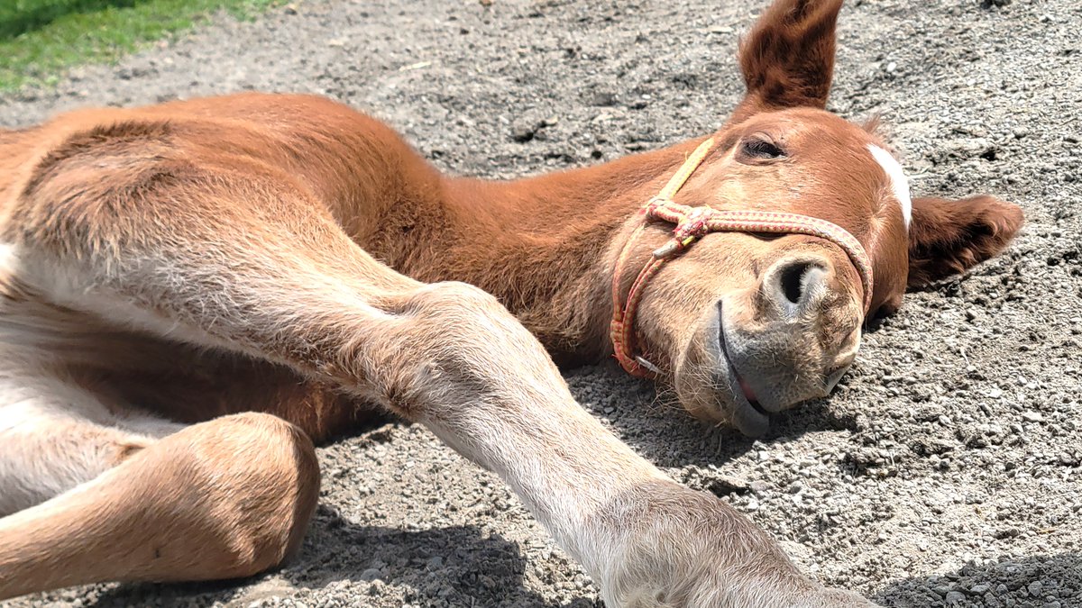 north__hills's tweet photo. 本日のノースっ仔🐴
キエレ25くん 男の子です😁
スヤァ( ˘ω˘ )してます💤

#キエレ
#祖母はヘヴンリーロマンスさん https://t.co/Z0YUWYMJzT