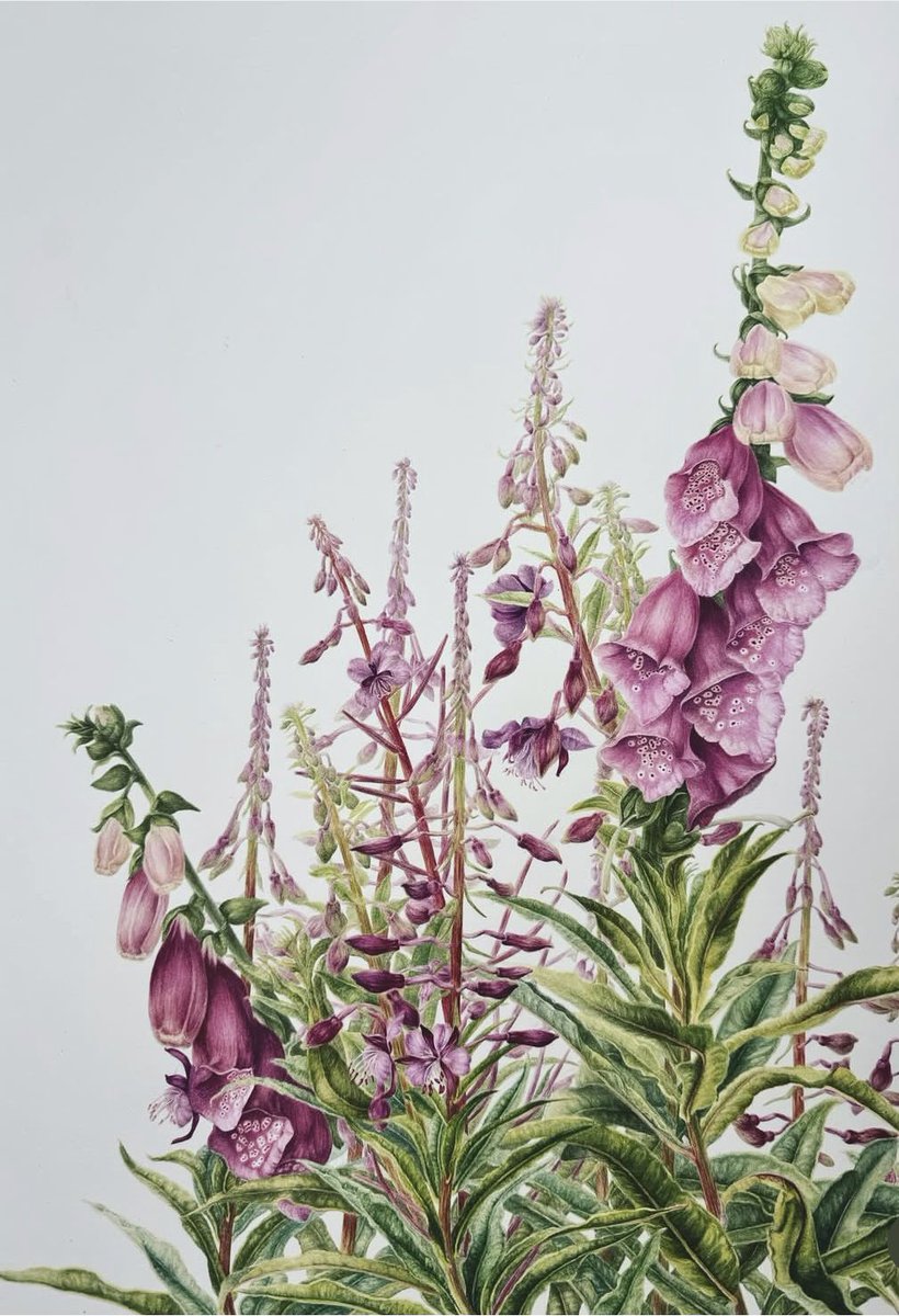 Folklore has it that the fairies teach the foxes to ring the foxglove bells to warn of danger. This is my watercolour painting ‘Fox in the Willowherbs’. Limited edition prints available. 
annadowdart.com