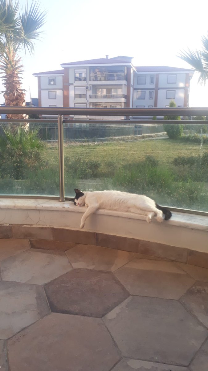 Mart ayı bitince minnoş 😃🐱