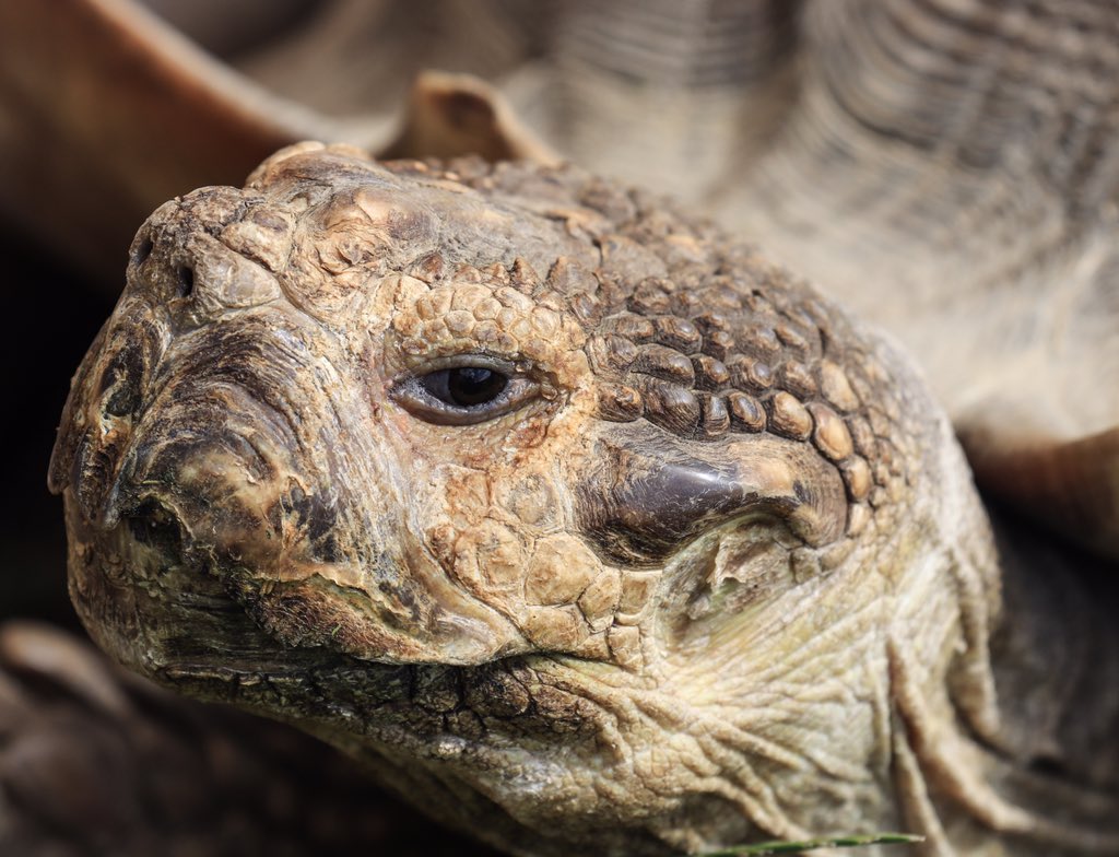 Ralph the giant tortoise