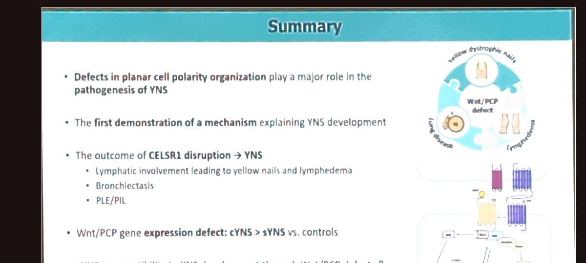 Chofit Chai #ESHG2025

Loss of CELSR1 and impaired Wnt/planar cell polarity signaling cause yellow nail syndrome