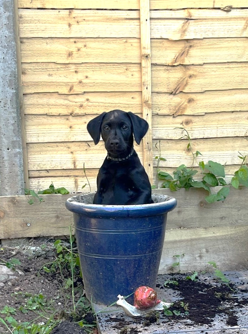 Fish4Dogs.com tweet media