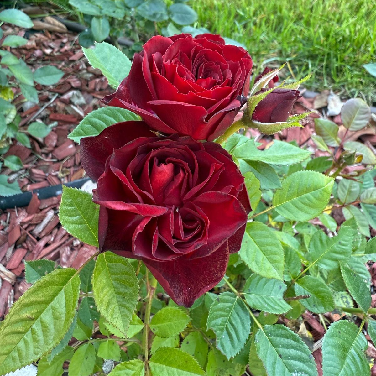 As we welcome the first day of June, we’re greeted by the timeless beauty of the rose, the official birth flower of the month. 🌹🌹🌹

Universally cherished, the rose symbolises love, beauty, and honour—a fitting emblem for the season of blooming life and warm beginnings.