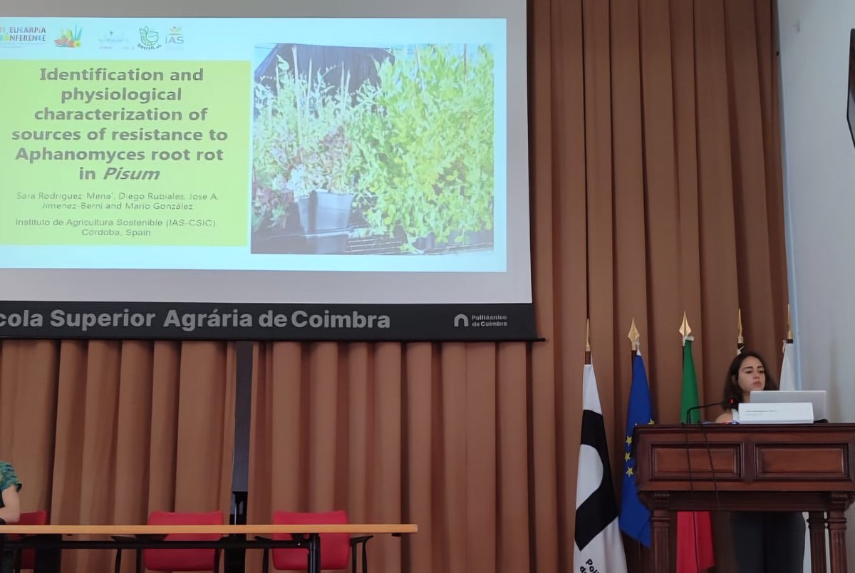 Diego Rubiales (@diegorubiales_) on Twitter photo <a href="/PDResistLab/">ResistLab</a> <a href="/PlantxL/">PlantX Lab</a> presenting at #eucarpia2025 breeding conference #Coimbra <a href="/IAS_CSIC/">IAS-CSIC</a> <a href="/BELIS_EU/">BELIS Project</a> <a href="/itqbnova/">ITQB NOVA</a> #pea #lathyrus #pisum #Aphanomyces Sara Rodríguez <a href="/AgEInves/">Agencia Estatal de Investigación</a> <a href="/COUSIN_project/">COUSIN project</a> <a href="/PDResistLab/">ResistLab</a> <a href="/PlantxL/">PlantX Lab</a> presenting at #eucarpia2025 breeding conference #Coimbra <a href="/IAS_CSIC/">IAS-CSIC</a> <a href="/BELIS_EU/">BELIS Project</a> <a href="/itqbnova/">ITQB NOVA</a> #pea #lathyrus #pisum #Aphanomyces Sara Rodríguez <a href="/AgEInves/">Agencia Estatal de Investigación</a> <a href="/COUSIN_project/">COUSIN project</a>