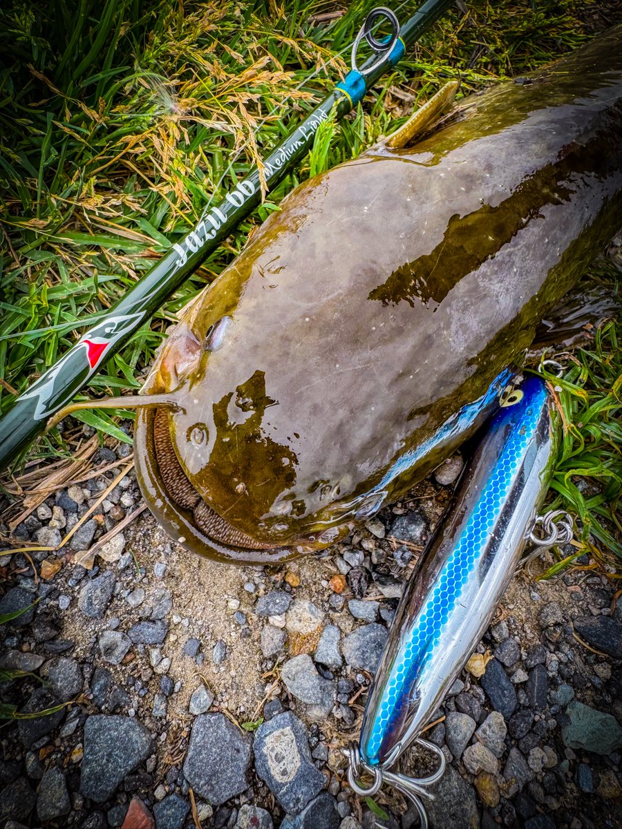 川バス釣り🎣ジャジル66MLとアマゾンスプークでナマズが釣れました