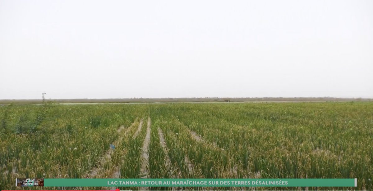 Enda Pronat: Protection naturelle des terroirs (@pronatenda) on Twitter photo LAC TANMA: RETOUR AU MARAÎCHAGE SUR DES TERRES DÉSALINISÉES
youtu.be/Ij6UPSM4G_8?si…
<a href="/hekseperworld/">HEKS/EPER Swiss Church Aid</a> <a href="/Misereor/">Misereor</a> <a href="/ComiteFoncier/">Comité technique "Foncier & développement"</a> <a href="/TontonVert/">🇸🇳Abdou Touré🏆⭐️</a> <a href="/wadeabou/">wadeabou</a> <a href="/FAOSenegal/">FAO au Sénégal</a> <a href="/Landesa_Global/">Landesa</a> <a href="/Stand4HerLandSN/">Stand4HerLand-SN</a> <a href="/FoncierSenegal/">Foncier au Sénégal</a> <a href="/CRAFS_Senegal/">CRAFS</a>
#Foncier #Agroécologie #Environnement #Durable LAC TANMA: RETOUR AU MARAÎCHAGE SUR DES TERRES DÉSALINISÉES
youtu.be/Ij6UPSM4G_8?si…
<a href="/hekseperworld/">HEKS/EPER Swiss Church Aid</a> <a href="/Misereor/">Misereor</a> <a href="/ComiteFoncier/">Comité technique "Foncier & développement"</a> <a href="/TontonVert/">🇸🇳Abdou Touré🏆⭐️</a> <a href="/wadeabou/">wadeabou</a> <a href="/FAOSenegal/">FAO au Sénégal</a> <a href="/Landesa_Global/">Landesa</a> <a href="/Stand4HerLandSN/">Stand4HerLand-SN</a> <a href="/FoncierSenegal/">Foncier au Sénégal</a> <a href="/CRAFS_Senegal/">CRAFS</a>
#Foncier #Agroécologie #Environnement #Durable
