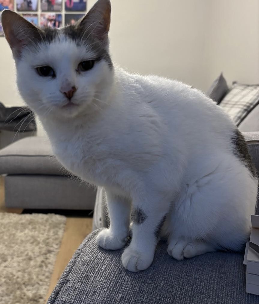 Tom Large tweet media