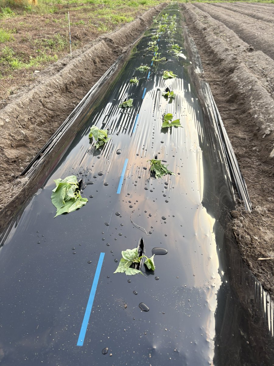 BattleFarmer's tweet photo. 雨や体調不良が重なって延ばし延ばしになっていたさつまいも定植が一息つきました。蔓苗を10日あまり放置する羽目になったけれど案外保ってくれたので無駄にはせずにすんだかな。まだちゃんと活着するかわからないけれど https://t.co/yQcgENttAI