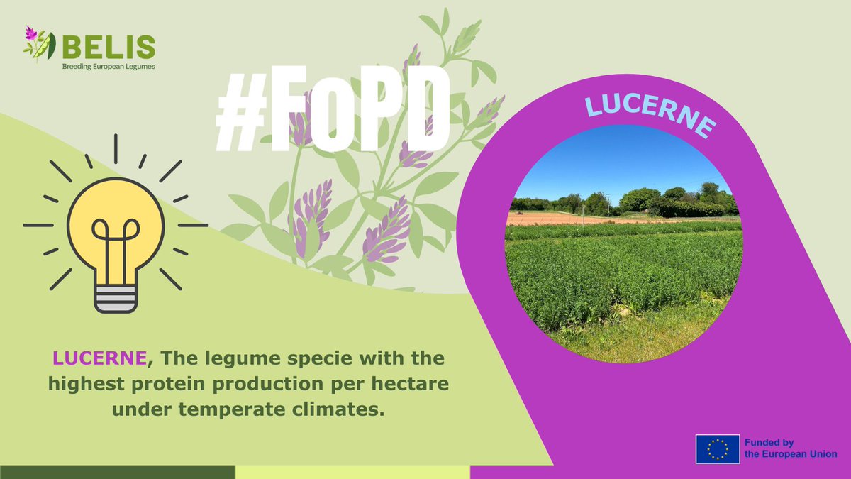 BELIS Project (@belis_eu) on Twitter photo 🤩🌱#FascinationofPlantsDay | Lucerne
Lucerne is the legume specie with the highest protein production per hectare under temperate climates
👉<a href="/BELIS_EU/">BELIS Project</a> implements molecular markers to assist lucerne breeding
ℹ️linkedin.com/posts/belis-pr… 🤩🌱#FascinationofPlantsDay | Lucerne
Lucerne is the legume specie with the highest protein production per hectare under temperate climates
👉<a href="/BELIS_EU/">BELIS Project</a> implements molecular markers to assist lucerne breeding
ℹ️linkedin.com/posts/belis-pr…