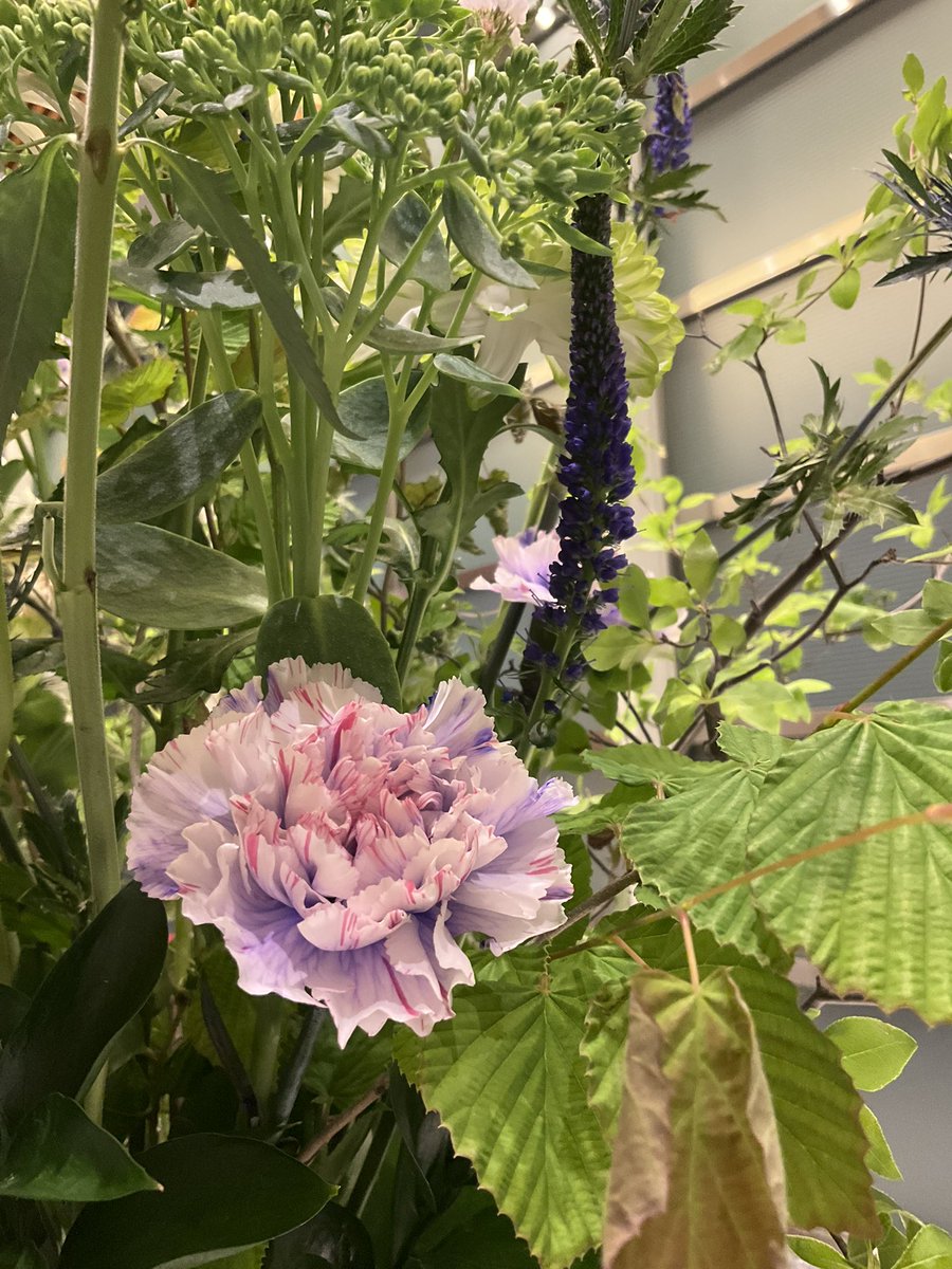 今週の会社のお華
トゲトゲ🦔、ツンツンです。