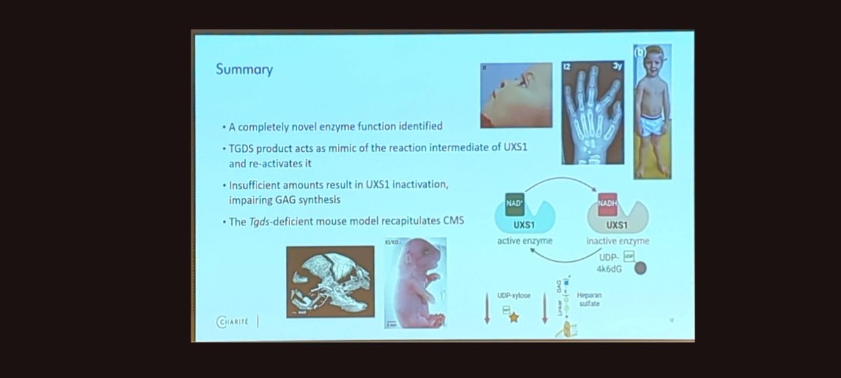 Hristiana Lyubenova #ESHG2025

The absence of an enzyme-rescue metabolite as the cause of Catel-Manzke syndrome

A deep dive into uncovering the mechanism  of this well-recognised condition