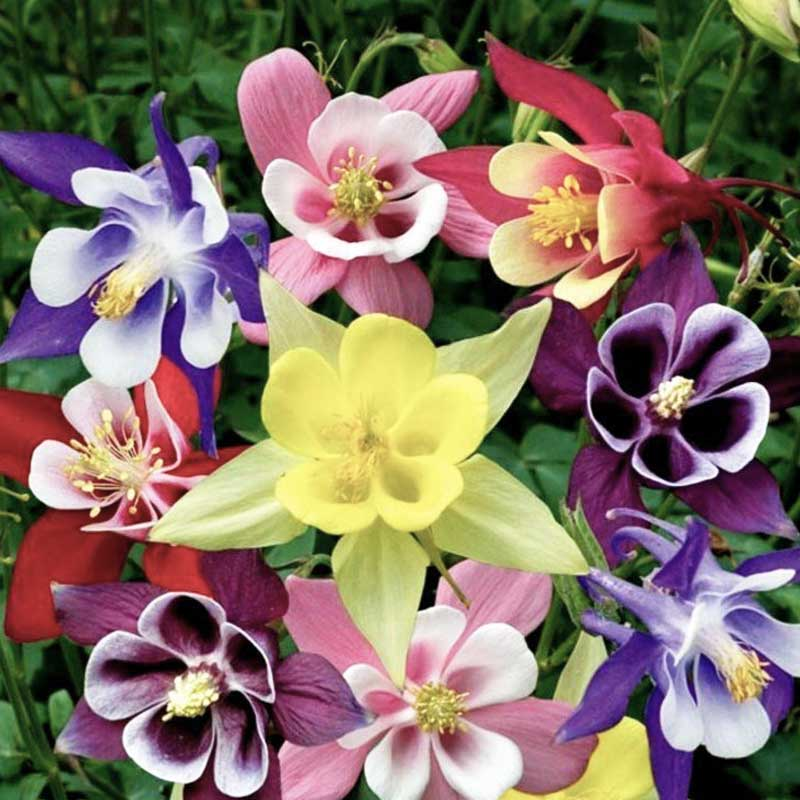 ☀️ Good morning, June 1st! Good morning, summer! ☀️

Hello, June — the month where sunshine warms our days, flowers bloom in full colour, and the world feels alive with possibility. 

Today marks the beginning of summer, a season of adventure, growth, and endless sunshine.