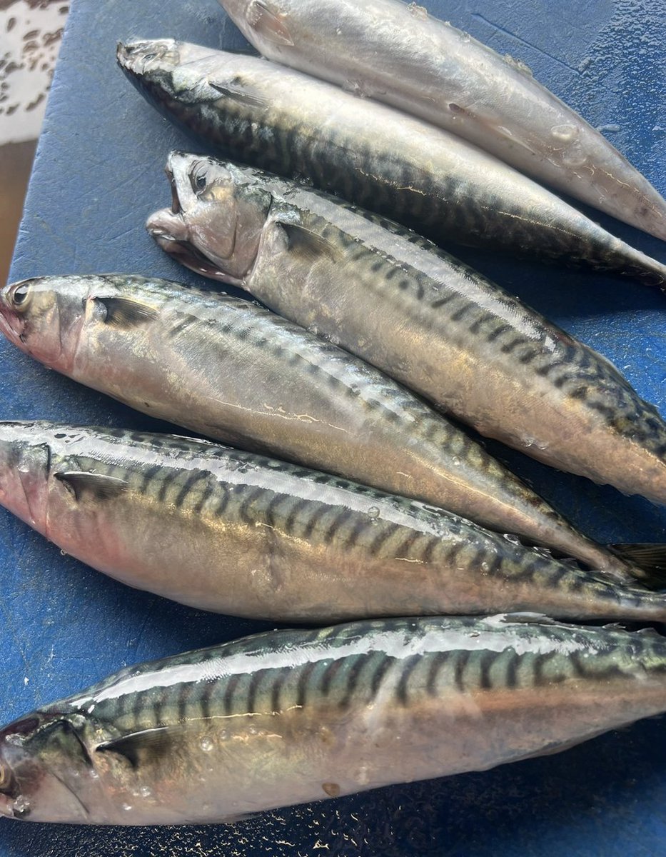 Use British fishermen, or lose British fishermen...