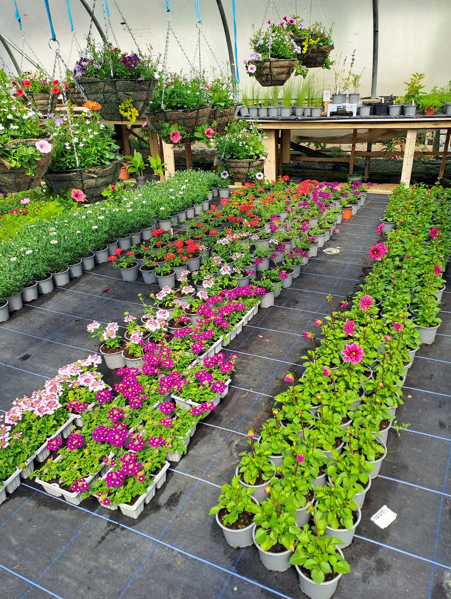 Come to our plant sale this Thursday between 10:00am and 1:00pm!
Sale every Thursday for the next few months so please help spread the word.
Priorswood House, 100 Clonshaugh Avenue, D17 T293
Great Plants! Great value!