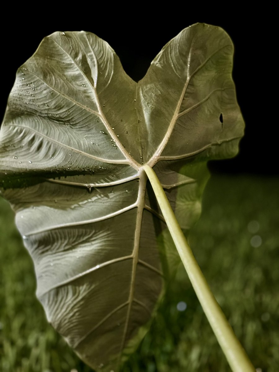 pendlamanda_art's tweet photo. Esculenta Gigantea Thailand Giant-
Beautiful Elephant Ears growing large. https://t.co/wDTeipSA7o
