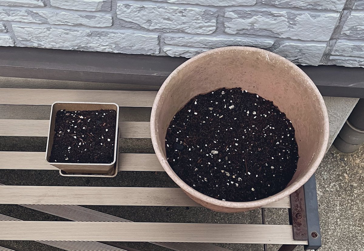 3日目👀（ﾂｲｰﾖ忘れ）

土。じめじめしてるから水やりなし☺︎

 #ワイの朝顔