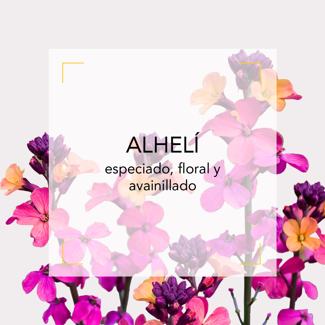 🌸 El alhelí, flor silente de aroma especiado y empolvado, no produce aceite esencial natural, pero su perfil se recrea en perfumería. Además, está presente en jardines como los de la Alhambra, evocando la tradición mediterránea.

#Alheli #FlorSilente #Perfume #ADP #Perfumista