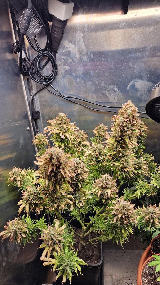 sticker0815's tweet photo. @resist_refuse @bauer_good @SeedsmanSeeds Barneys gorilla Glue Auto https://t.co/EWsShzUez4