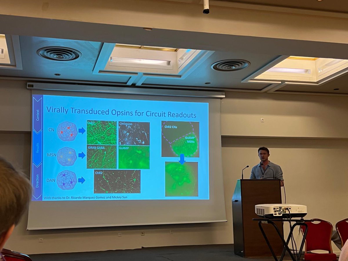 rmargoneuro's tweet image. PhD star Oliver Curry giving a great invited talk at Development of Dopaminergic System Symposium on generating fast-printed and miniaturizad #organoids to study #Parkinson. First congress, first invited talk, fantastic work! @OxfordDPAG @OxfordChemistry @WadeMartinsLab
