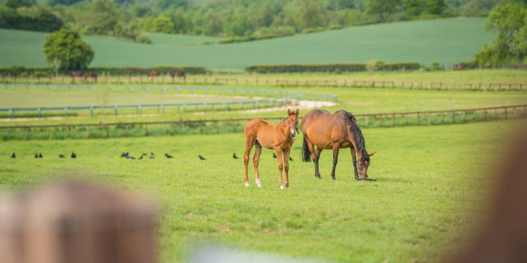 Checked out TB-Ed lately? 👀
You should there's a new course 'Weaning the Thoroughbred Foal'...

This explores when to wean, how to wean, the importance of minimising stress and much more...

Explore TB-Ed 👉 tb-ed.co.uk/courses

#EquineEducation #thoroughbrededucation