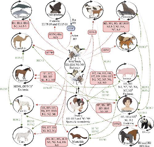 Emergence, migration and spreading of the high pathogenicity avian influenza virus H5NX of the Gs/Gd lineage into America. Published #OpenAccess and fee-free in #JGenVirol using a #PublishAndRead agreement: 
doi.org/10.1099/jgv.0.…
