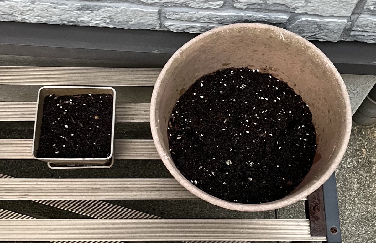 4日目👀

ハニワ鉢から芽が出た！🌱グタラン1号
こりはたぶん私が最短です。

 #ワイの朝顔