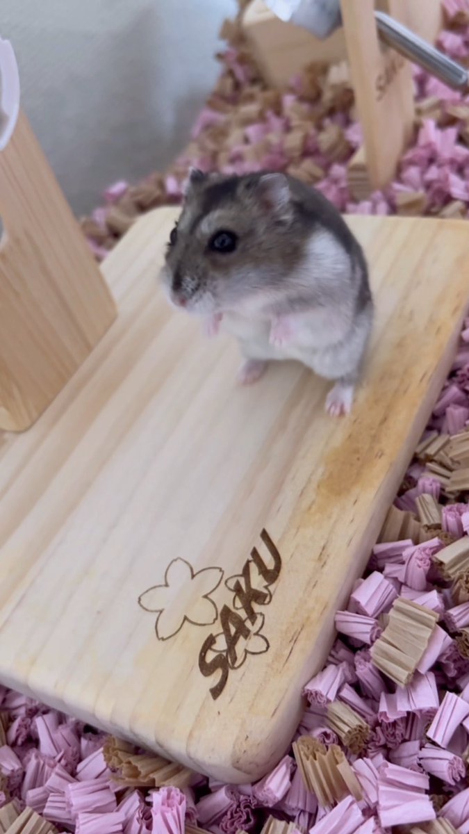hamhikos's tweet image. SAKU

#さく