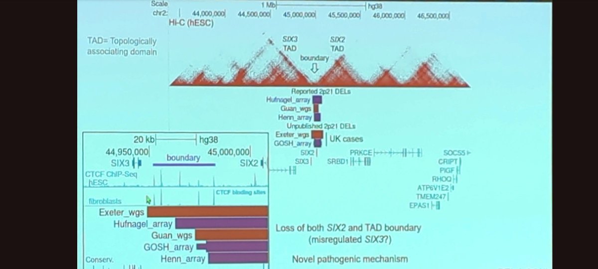 James Fasham (@jamesfasham) on Twitter photo Edu Calpena #ESHG2025
<a href="/educalpena/">edu calpena</a>.bsky.social
Ectopic SIX3 expression underlies the craniofacial syndrome caused by deletions at the SIX2 locus
"Ectopic expression of SIX3 in the SIX2 territory"
2p21 deletions with TAD disruption shown below Edu Calpena #ESHG2025
<a href="/educalpena/">edu calpena</a>.bsky.social
Ectopic SIX3 expression underlies the craniofacial syndrome caused by deletions at the SIX2 locus
"Ectopic expression of SIX3 in the SIX2 territory"
2p21 deletions with TAD disruption shown below