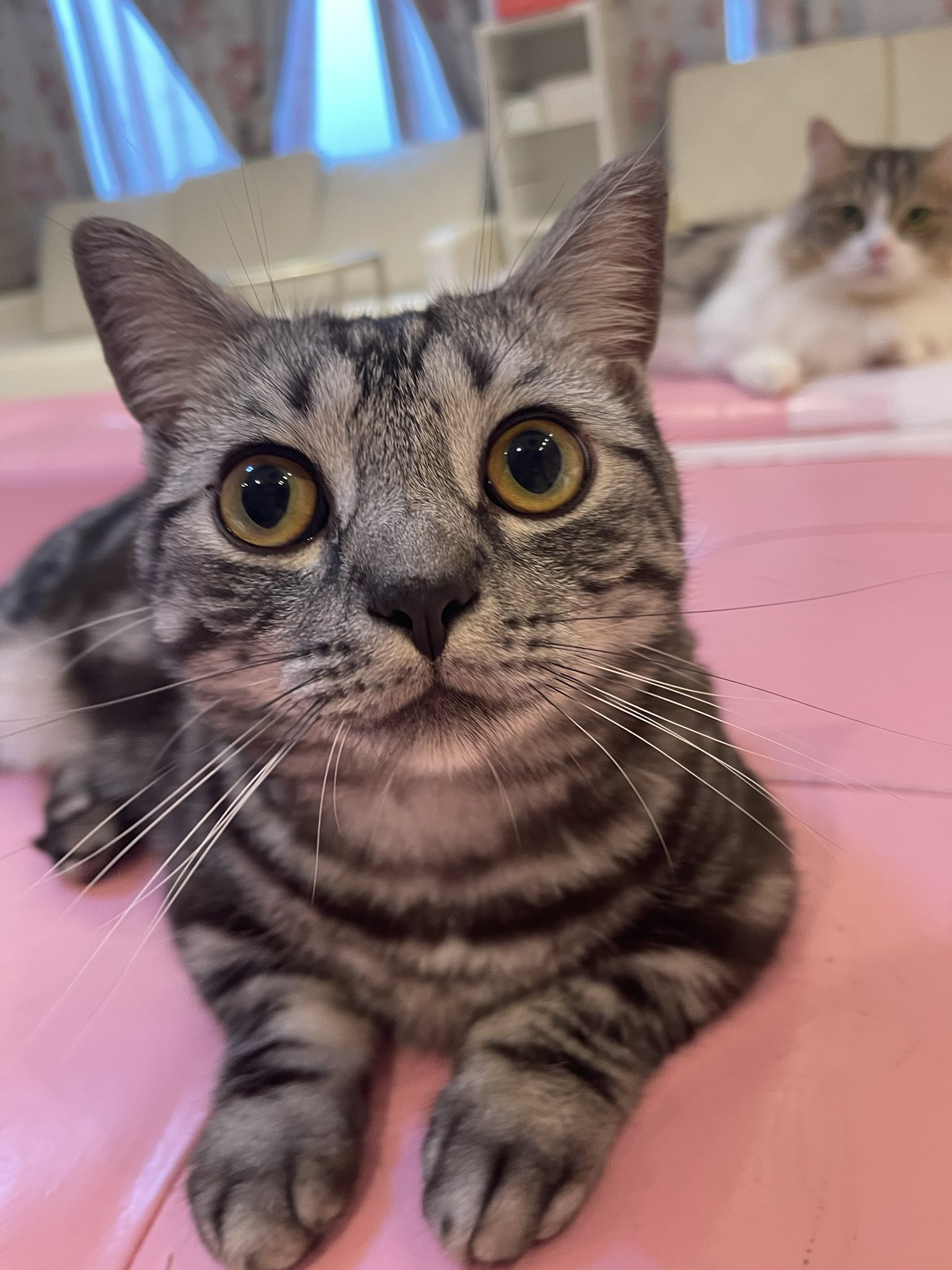  特価ブログのポータルサイト 猫カフェ  X: on 猫ちゃんといっしょ クッション・座布団