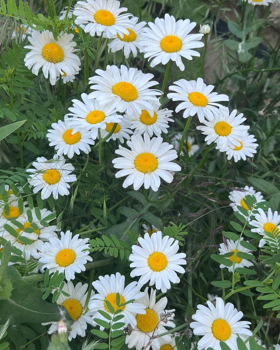 Benedict. (@requiewm) on Twitter photo 