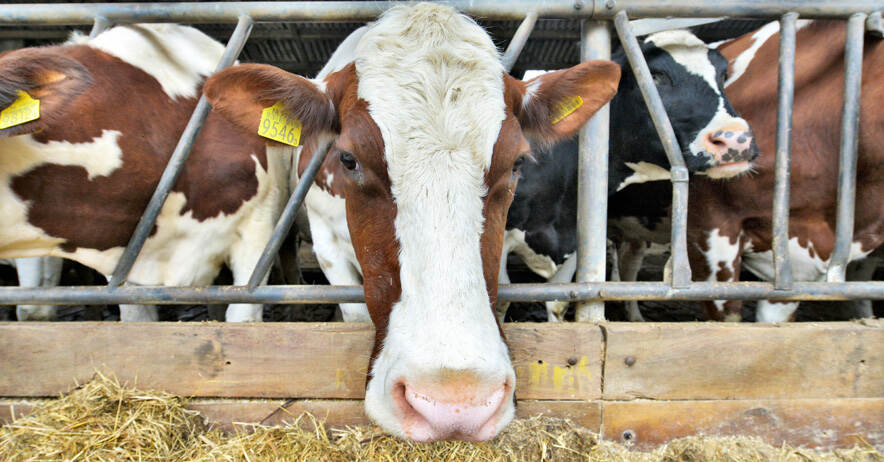 Advies bij uitvoeringsverordening EU 2024-1159 dlvr.it/TL0rDk