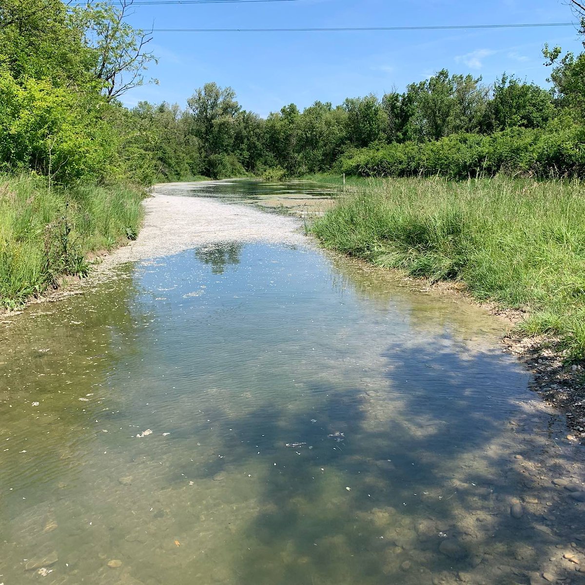 🟢🌱 BIODIVERSITÉ 🌱🟢

👉 Là où s’étendait autrefois un bras asséché du Rhône, coule aujourd’hui un cours d’eau vivant, serpentant à travers la végétation du Grand Parc Miribel Jonage.  La biodiversité est de retour….

🎙️ À découvrir sur <a href="/lyondemain/">Lyon Demain</a>