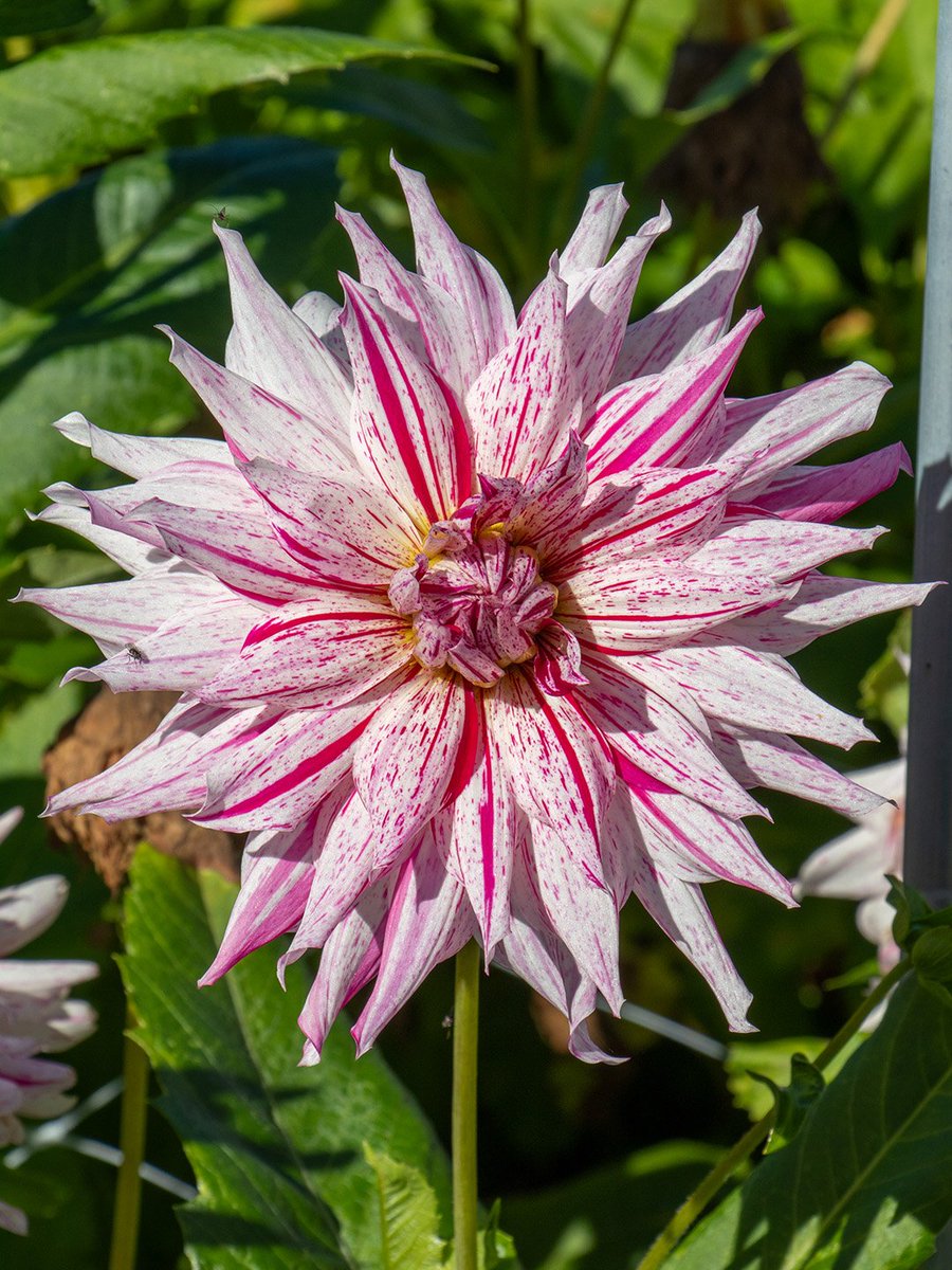 Hey flower lovers! Say hello to Dahlia Mick's Peppermint! 🤍🩷

Each flower is a small work of art with its striped pattern. No two flowers are alike. Each flower has its own unique pattern.