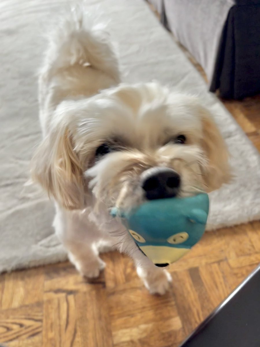 adrienneleopold's tweet image. Happy 6th birthday to my best boy Rocky. It’s impossible to believe that you are already 6 but you get more sweet and special with every year. May all your years ahead be filled with only joy like you’re feeling here. Mommy loves you with all my heart! ❤️😍🥰.  #myheart