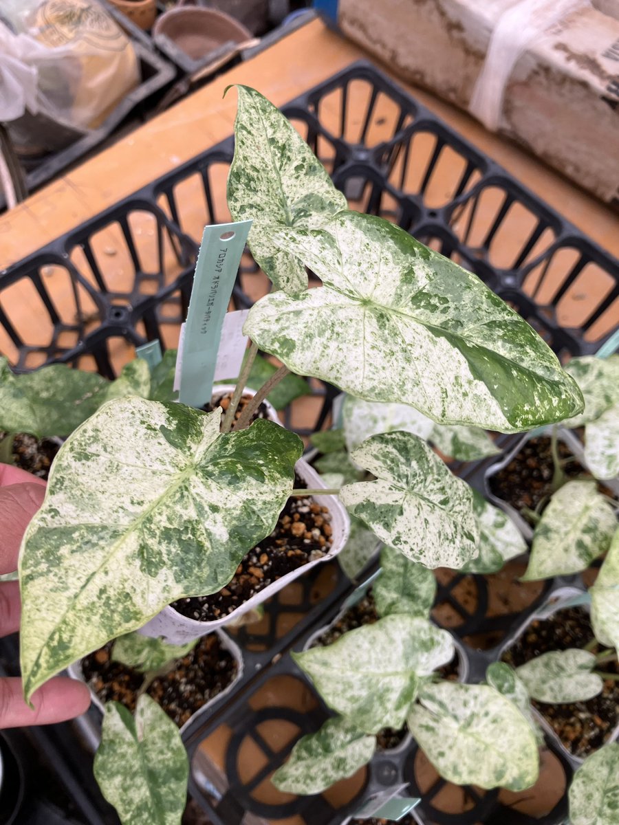 ちぃ‼️流通皆無‼️✩.*˚ウンベラータ 斑入りトップ✩.*˚3 ちぃ‼️流通皆無‼️✩.*˚ウンベラータ 斑入りトップ✩.*˚3 ウンベラータ -