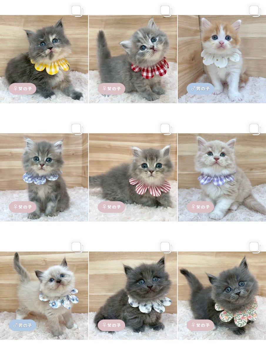 ð«§ æç¥ã®ç«ã¡ããå°éïŸïŸïŸïœ°ïŸïŸïœ° ð«§ (æ ª)LEGARE (@legaremeow) on Twitter photo ããã«ã¡ã¯ð
ã
€
â«ïžInstagramïŒåç«ã¡ããäžèЧïŒ
â«ïžã¿ããªã®åç«ããªãŒããŒ
ã
€
æŽæ°ããŸããâ
ã
€
ãããããããã£ãŒã«ã®ãªã³ã¯ããã¢ã¯ã»ã¹ãã§ããŸãã®ã§ïœ€ãã²ã確èªãã ããð±ð¿
#ç«å¥œããããšç¹ãããã
#ç« #ãã
#ç«ã®ããæ®ãã ããã«ã¡ã¯ð
ã
€
â«ïžInstagramïŒåç«ã¡ããäžèЧïŒ
â«ïžã¿ããªã®åç«ããªãŒããŒ
ã
€
æŽæ°ããŸããâ
ã
€
ãããããããã£ãŒã«ã®ãªã³ã¯ããã¢ã¯ã»ã¹ãã§ããŸãã®ã§ïœ€ãã²ã確èªãã ããð±ð¿
#ç«å¥œããããšç¹ãããã
#ç« #ãã
#ç«ã®ããæ®ãã