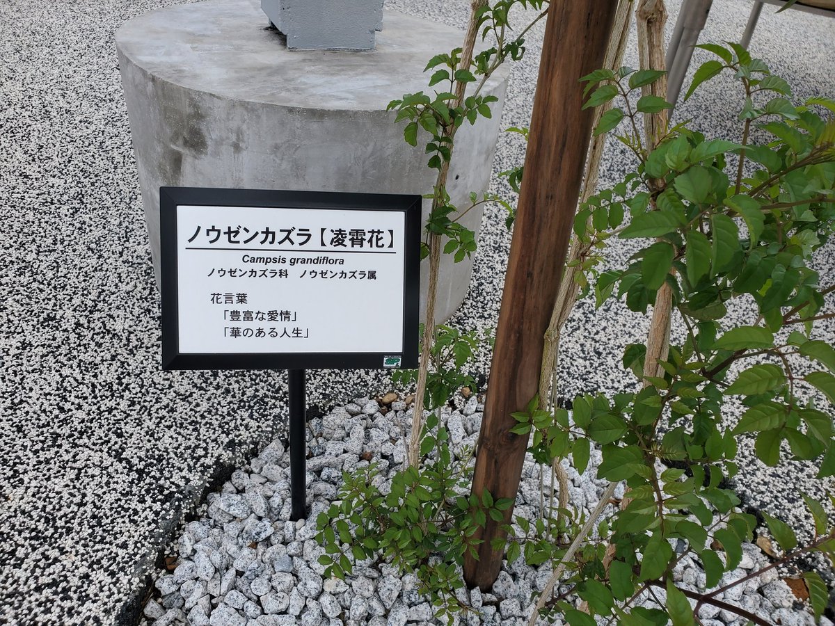 hirachi75's tweet image. メンテ作業の昼食は近所のスーパーで弁当を買って手のひらを太陽にベンチで食べた。脇にはノウゼンカヅラが植えられていて以前に見た時よりはだいぶ伸びているがまだ日差しを遮るまでには時間がかかりそう。