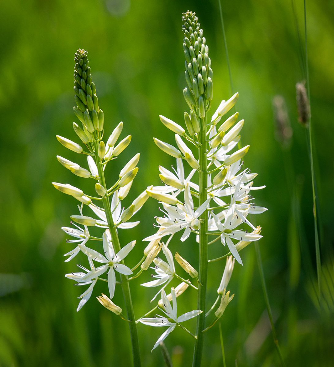 🌿 White spikes for days! Meet Camassia leichtlinii ‘Alba’ — the garden’s elegant show-off rocking pure white blooms like a boss. 

Easy to grow, hard to ignore. 

Your spring just got a glow-up! ✨🌸