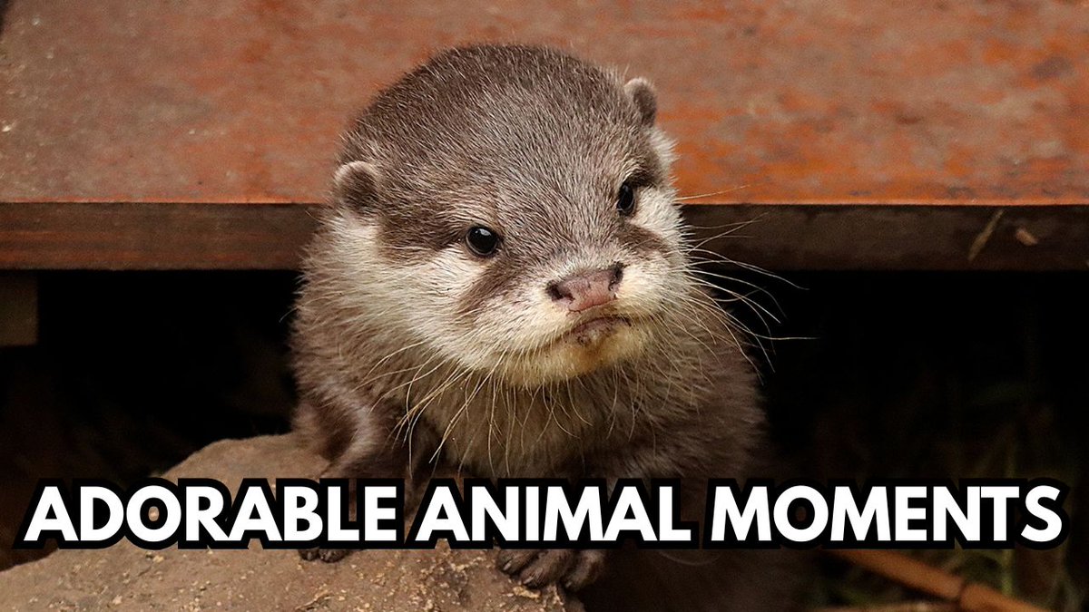 Footage of cute animal moments from zoos across the UK
trib.al/F5Goy3f