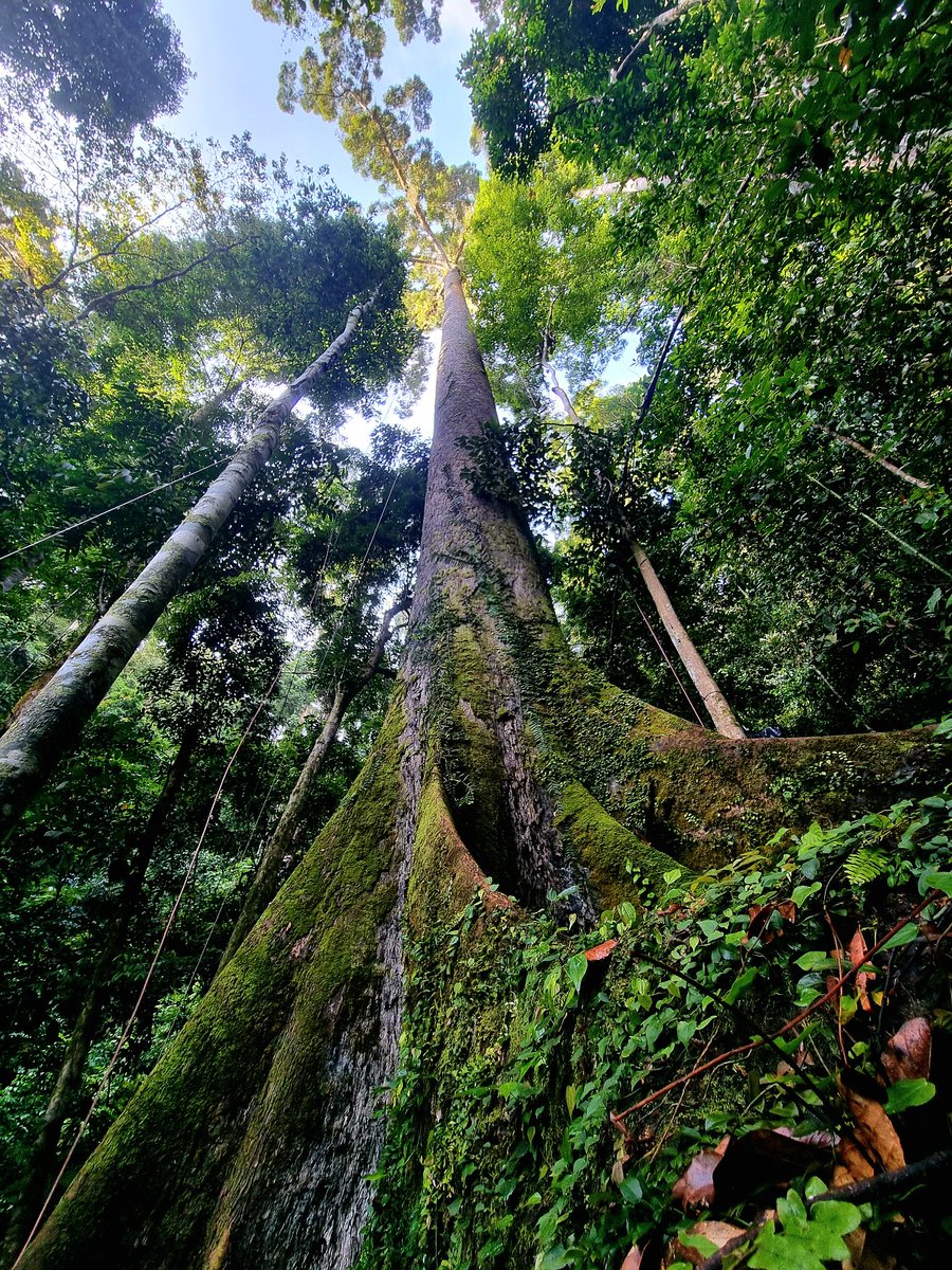 thereal_jayhay's tweet photo. The world's tallest tropical tree 🌳

Bottom-up, top-down &amp; way-out-yonder perpectives

I've said it before I'll say it again
What A View ! 🫶 
What a privilege 🥹

#trees #climbing #Jungle #Borneo #ThatView https://t.co/pxv8EUvrh5