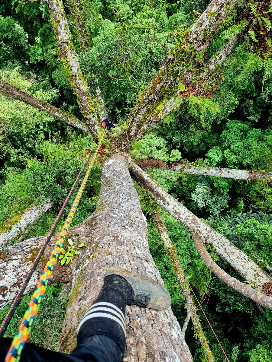thereal_jayhay's tweet photo. The world's tallest tropical tree 🌳

Bottom-up, top-down &amp; way-out-yonder perpectives

I've said it before I'll say it again
What A View ! 🫶 
What a privilege 🥹

#trees #climbing #Jungle #Borneo #ThatView https://t.co/pxv8EUvrh5
