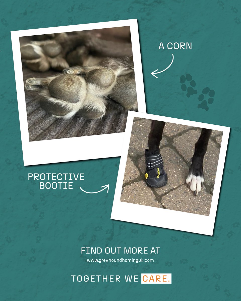 GreyhoundHoming's tweet photo. Corns can seriously impact your greyhound’s comfort 🐾 

Learn why they’re prone to them, how to spot the signs, and what you can do — from booties to vet care 👟🩺 

https://t.co/dFNi2R1EWg 

#GreyhoundCare #HealthyPaws https://t.co/G563fSlE3L
