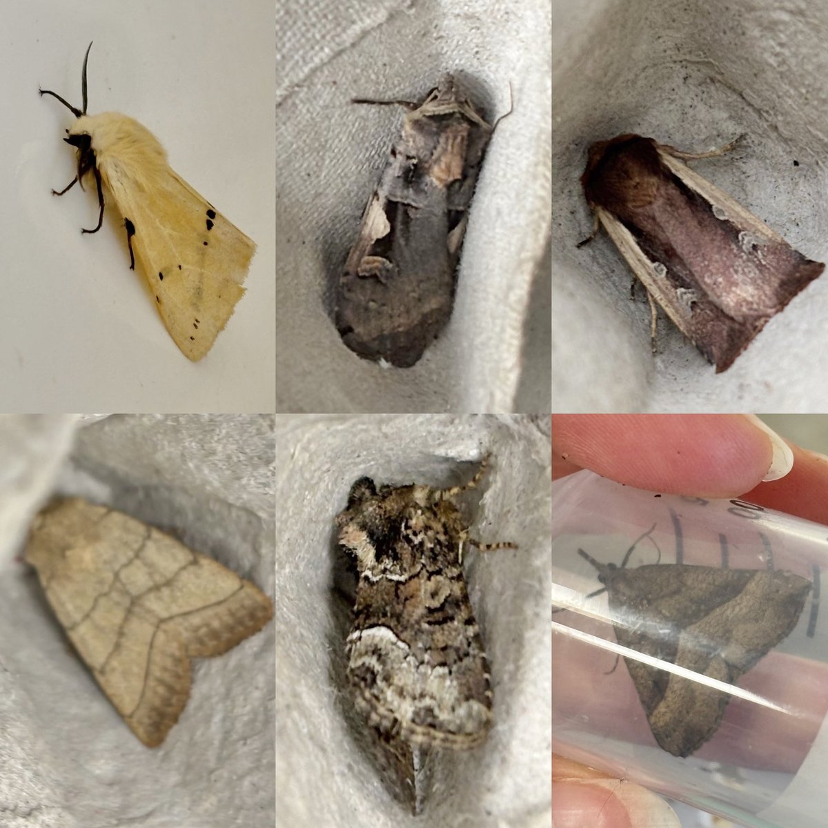 Juliet Turner (@juliet_turner6) on Twitter photo Iβm teaching on the <a href="/OxfordBiology/">Oxford Biology</a> field course for the fourth time, introducing the undergraduates to moth diversity and identification π¦
It was wet and windy overnight so we had very few species in the trap. The students managed to identify all but one π <a href="/FSCSlaptonLey/">FSC Slapton Ley</a> Iβm teaching on the <a href="/OxfordBiology/">Oxford Biology</a> field course for the fourth time, introducing the undergraduates to moth diversity and identification π¦
It was wet and windy overnight so we had very few species in the trap. The students managed to identify all but one π <a href="/FSCSlaptonLey/">FSC Slapton Ley</a>